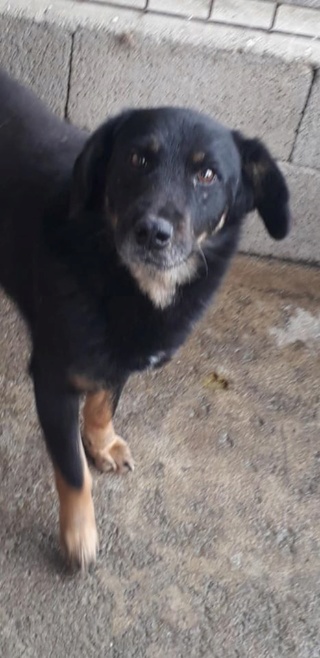 RYDER, M, CROISE, TAILLE MOYENNE (PIATRA FOURRIERE) 95612610