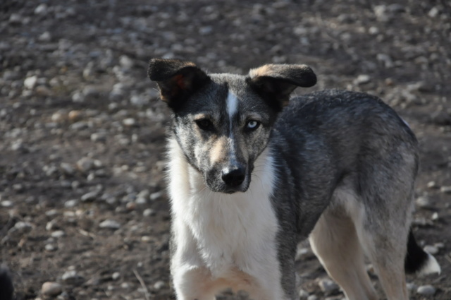 LILY, F-X, VAIRON, née 2018, TAILLE MOYENNE (PIATRA FOURRIERE/HAR) - En FA chez Pegg (Depart51) Dsc_0216