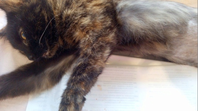 PISTACHE, Chat-F (ORASTIE) Sauvetage des 11 chats juillet 2021 - Prise en charge SPA de PONTARLIER Img-2013