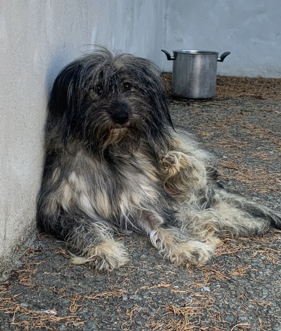 KENN 2, M-X, TAILLE MOYENNE (PIATRA FOURRIERE) - Pris en charge Association GALIA Kenn_310