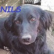 SERBIE - chiens prêts à rentrer (refuge de Bella et pensions) Nils10