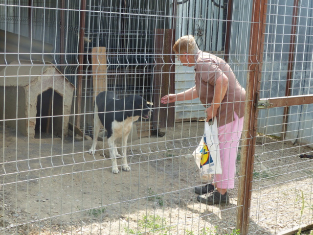 BAÏKO, M-X, 30 kg, né 2017 (EX-FOURRIERE ORASTIE) - REFUGE LUPY - Page 2 P1070018