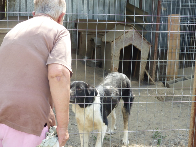 BAÏKO, M-X, 30 kg, né 2017 (EX-FOURRIERE ORASTIE) - REFUGE LUPY - Page 2 P1070020