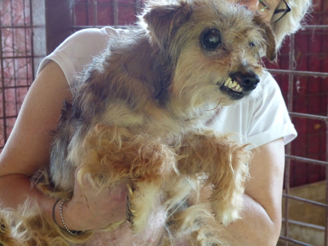 URGENCES CHIENS ET CHATS - ORASTIE (ROUMANIE) situation juillet 2022 - Page 4 P1070210