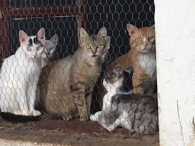 PISTACHE, Chat-F (ORASTIE) Sauvetage des 11 chats juillet 2021 - Prise en charge SPA de PONTARLIER Recei119