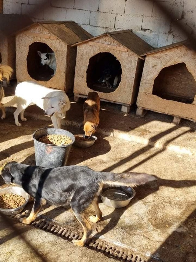 ella - ELLA, F-X, TAILLE MOYENNE (PIATRA FOURRIERE/BACAU) - Prise en charge Association Enfin Le Bonheur Tupila13