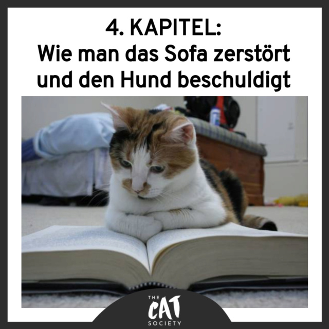 Auch Katzen bilden sich weiter 40301210