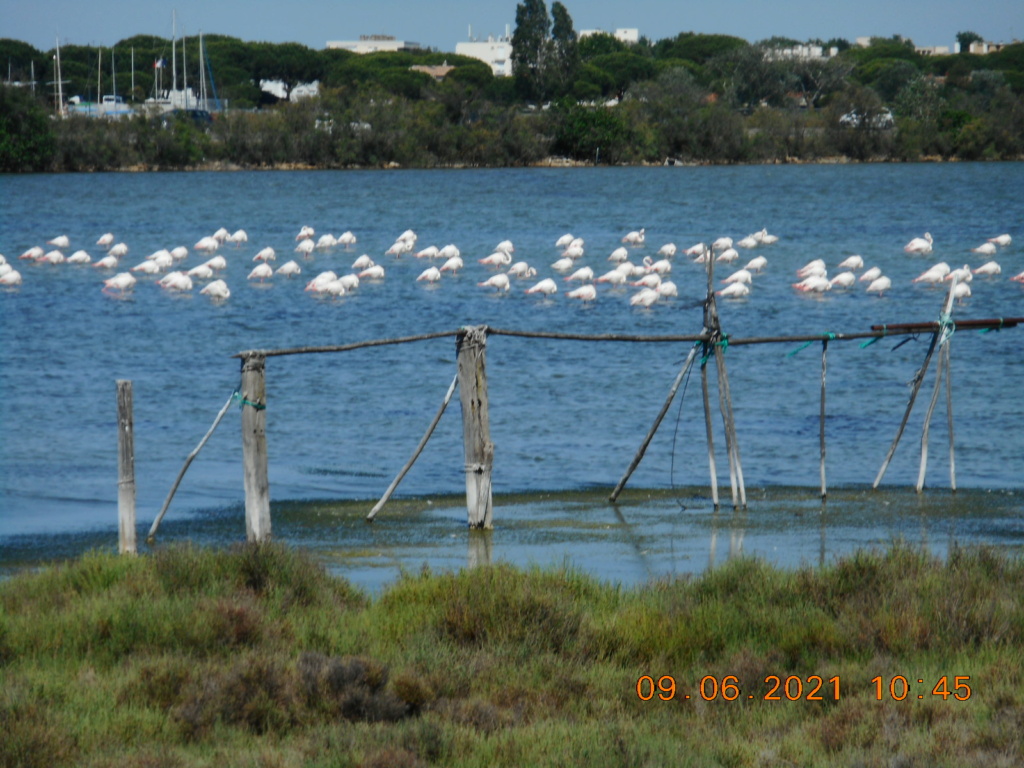 circuit n° 4 : Objectif Aigues-Mortes  Dscn0731