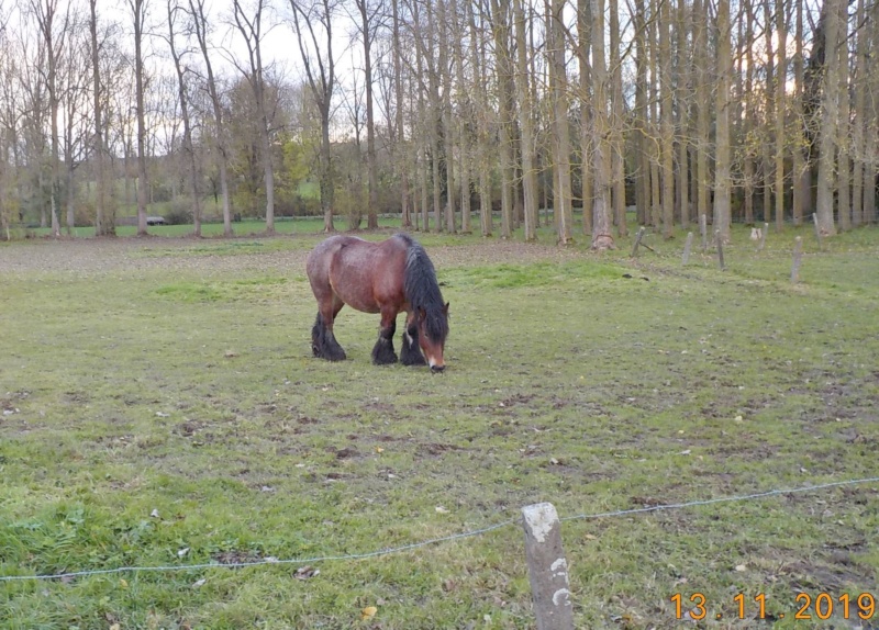 Un zot autour de Zottegem 13-11-2019 Dscn4556