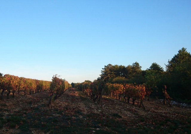 Premier gibier prélevé Vignes10