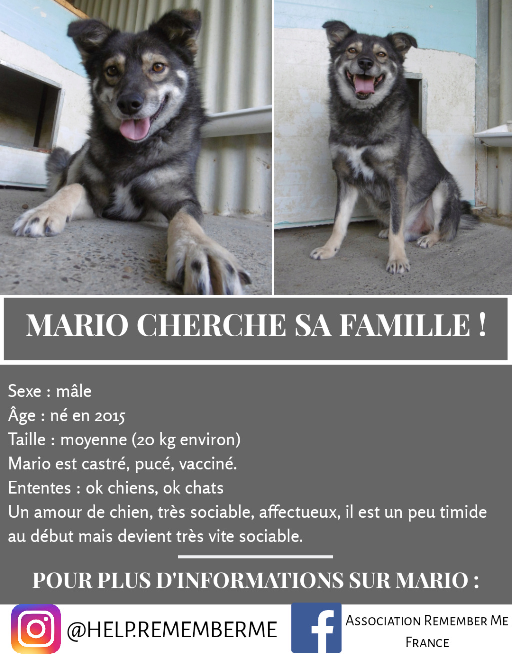 MARIO - mâle croisé de taille moyenne, né en 2015 - adopté par Sylvie et Jérôme (45)  - Page 2 20200710