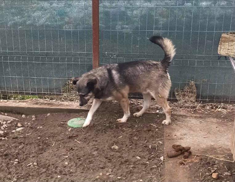 LEROY chien mâle adulte de taille moyenne né environ en 2017 - adopté par Virginie depart 40 Fb_img46