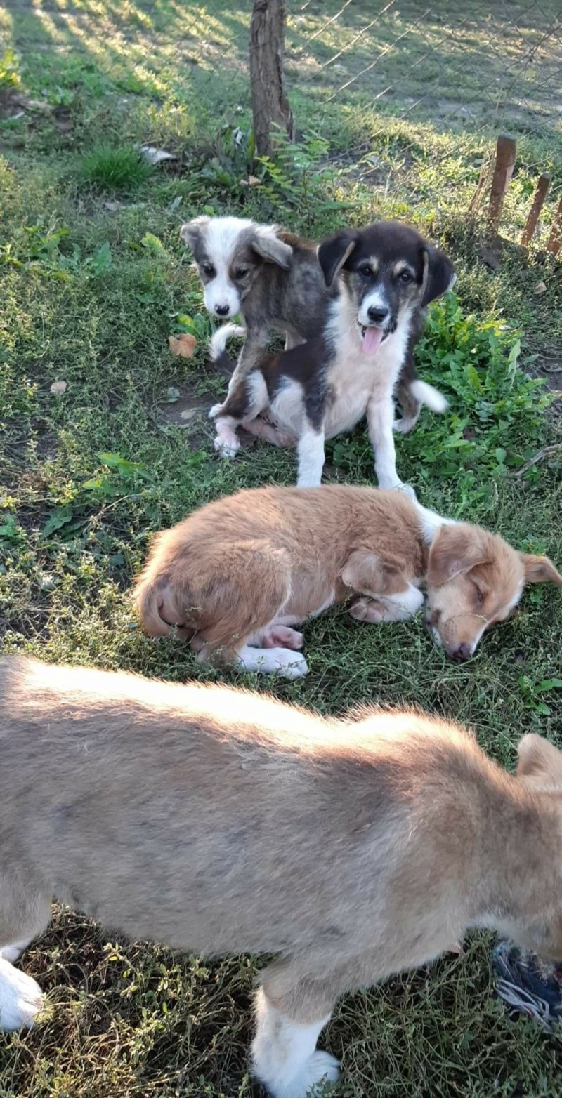 DORY - Chiot femelle de taille moyenne à l'âge adulte - Née environ fin Juillet 2020 - Refuge de Camelia- Adoptée par NOËLLA en Belgique  Recei102