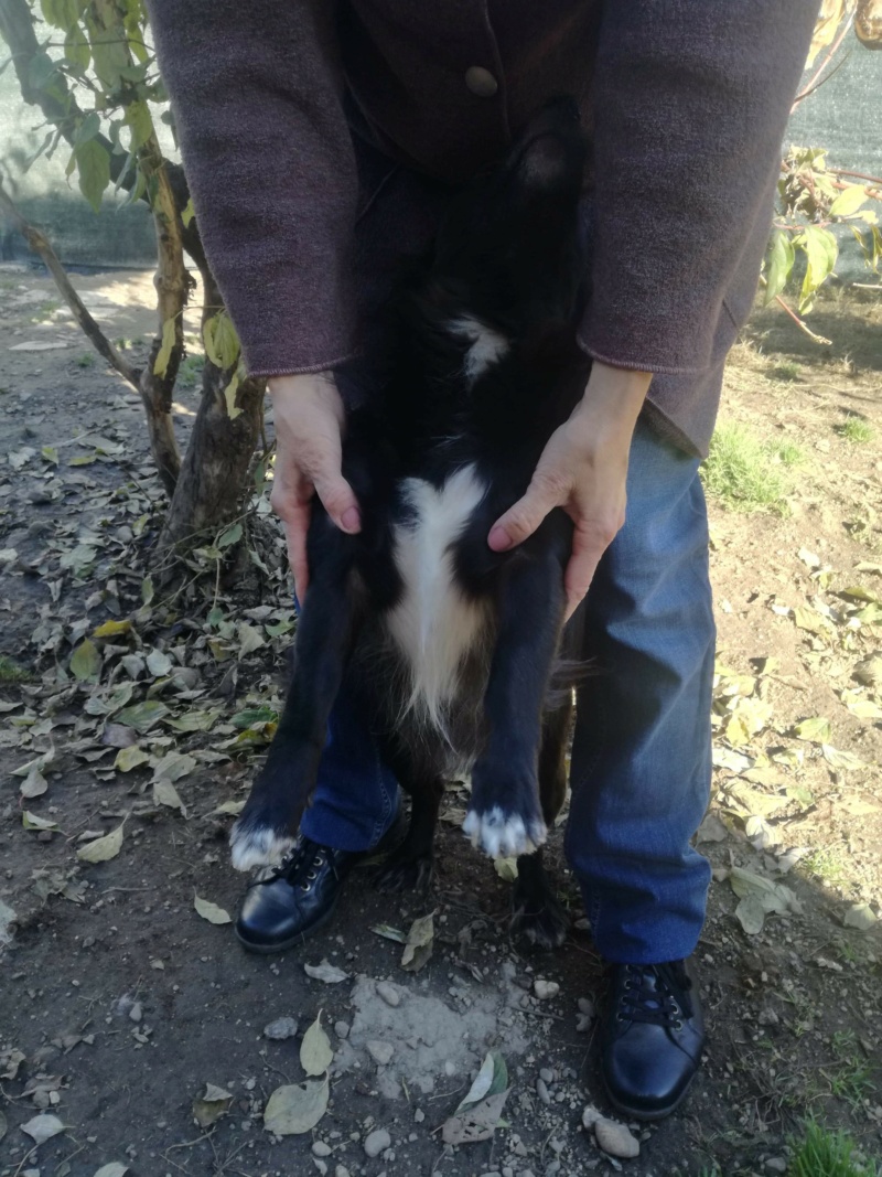 GASPARD (EX POMPY) - Chien mâle adulte de petite taille - Né environ en 2018 - Adopté par Odile (départ 60) Recei352