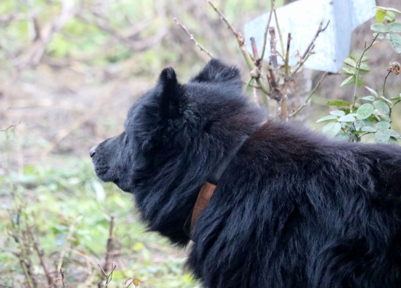 CODRU - Chien de Berger Corbeau roumain - Né environ en 2011 -Adopté par Carmen en Roumanie Recei431