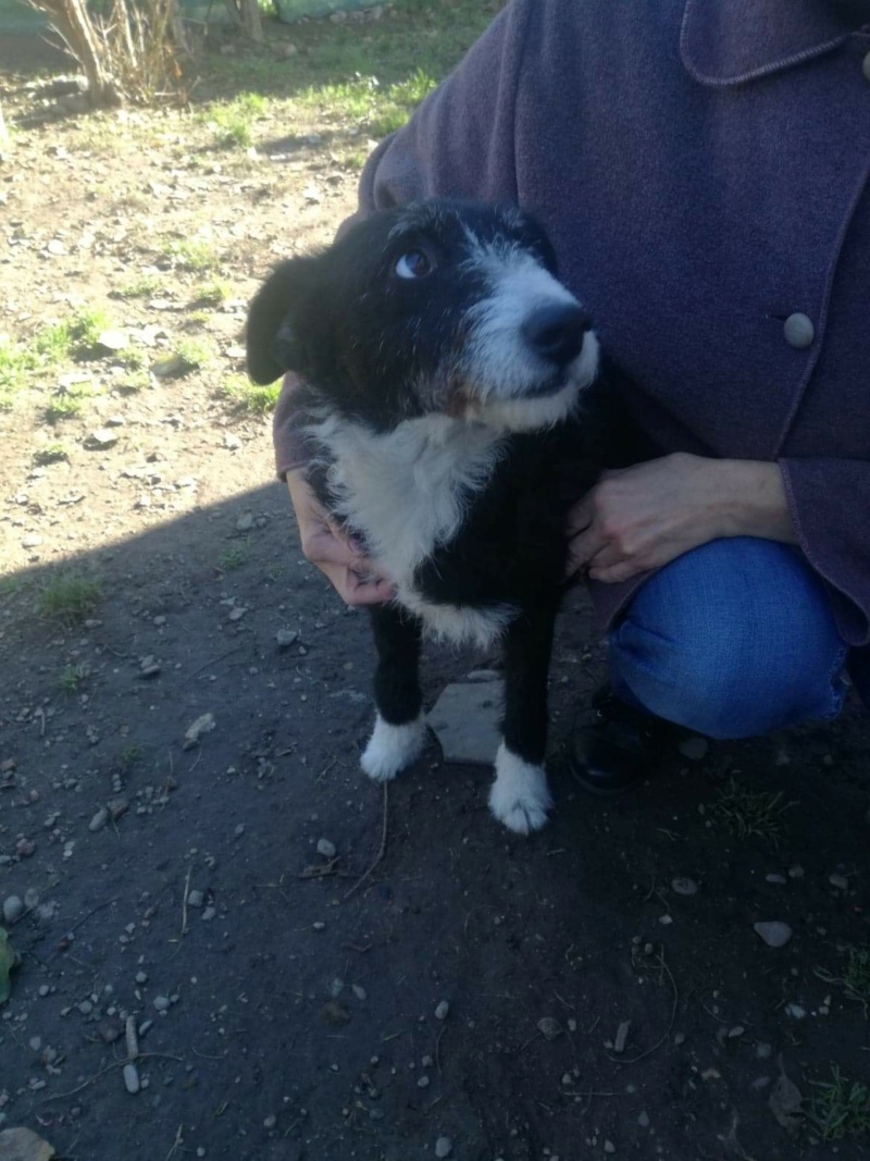 NOEL - Chien mâle adulte de  moyenne taille  - Né environ en 2017 - Adopté par sa famille d’accueil en Roumanie  Recei450