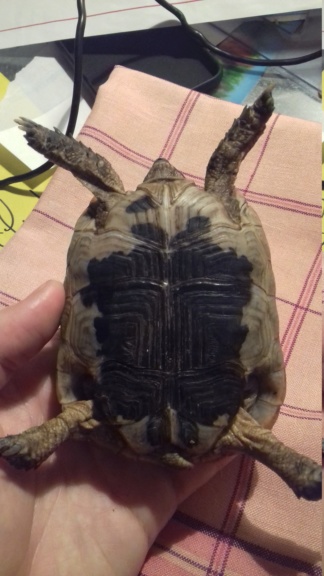tortue trouvée ! besoin d'aide 20181011