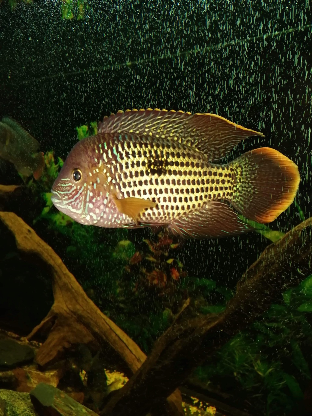 aequidens rivulatus couple ? 52394510