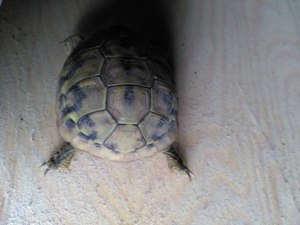 Identification tortue Img_2012