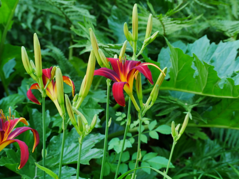 En rouge et vert