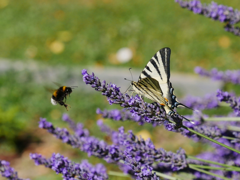 Etrange papillon P1040817