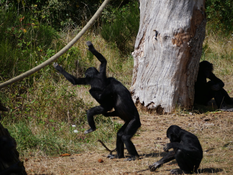 Agile comme un singe P1050115