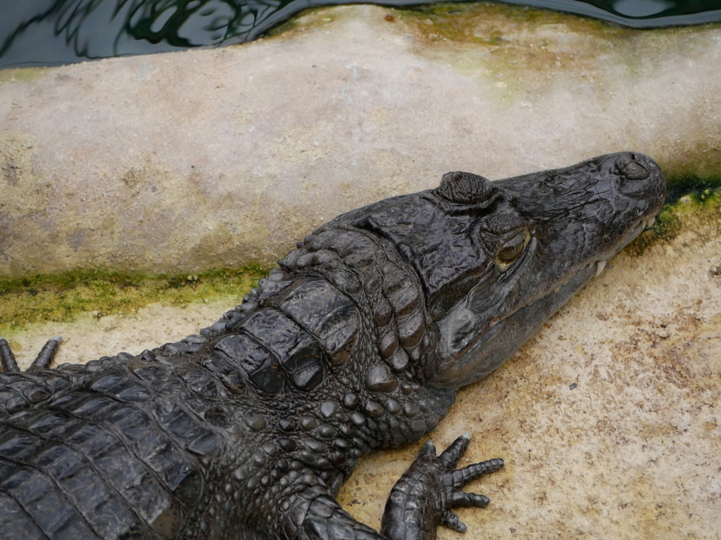 Adorable petit Caiman P1050820