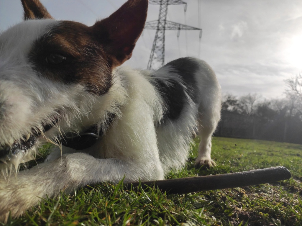 CLYDE (Podenco Portugais) 14468211