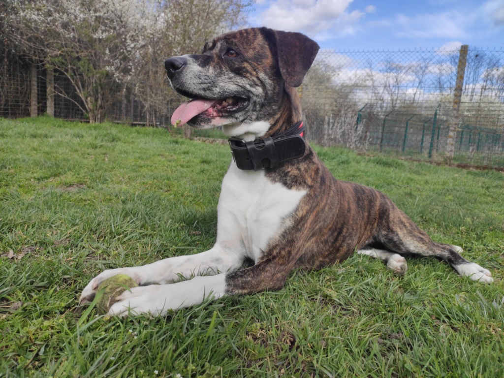 KAYNA (Croisée Dogue Argentin Labrador Cane Corso) 16558210