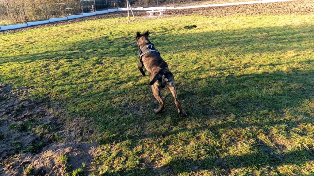 TAYSON (Croisé Dogue Allemand) Gh010011