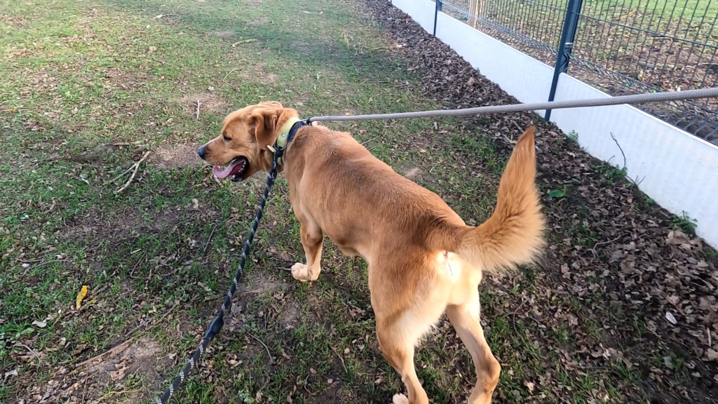 TAYSON (Malinois croisé Griffon) Gh010050