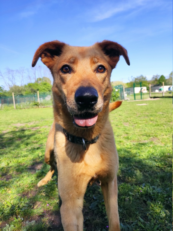 AMY (Berger Allemand croisée Beauceron) Img_2043