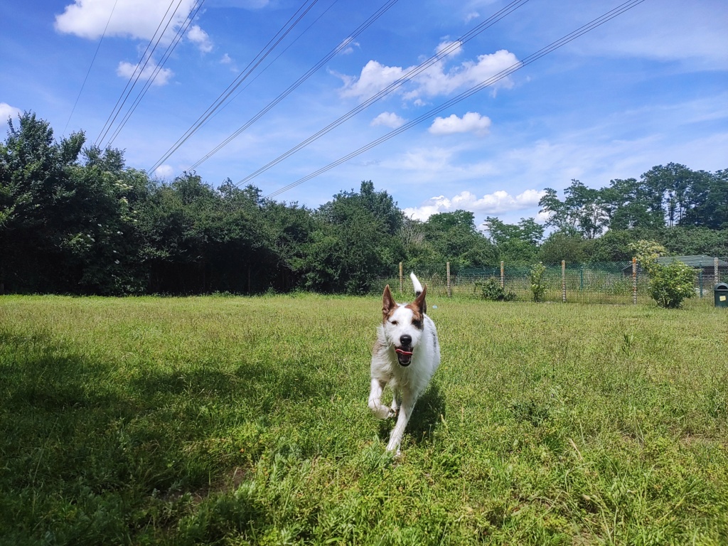 CLYDE (Podenco Portugais) Img_2099