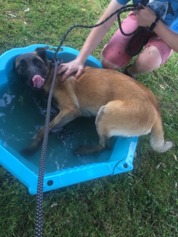 RAYA (Berger Belge Malinois) Img_2102