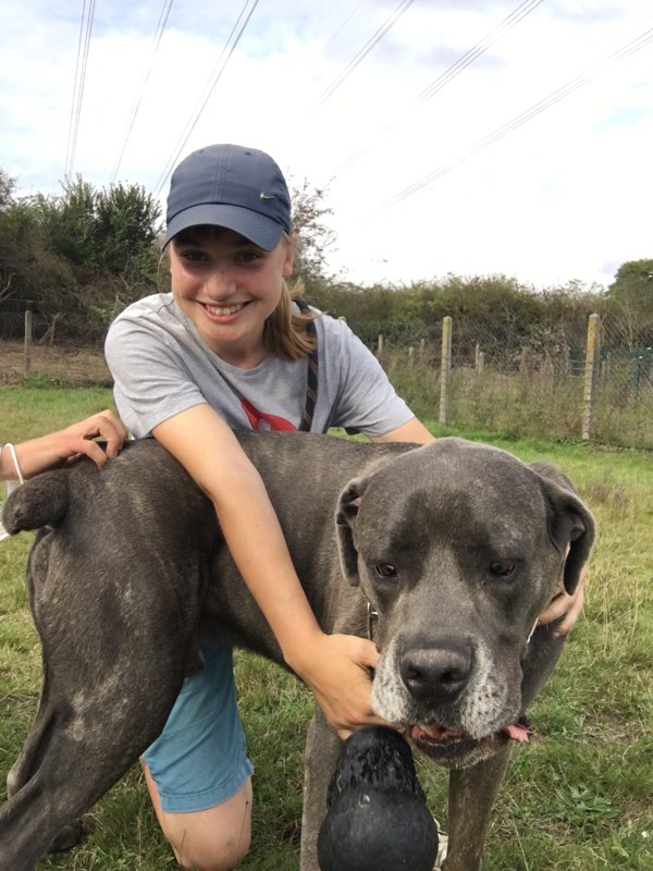 NEIKO (Cane Corso) Img_2153