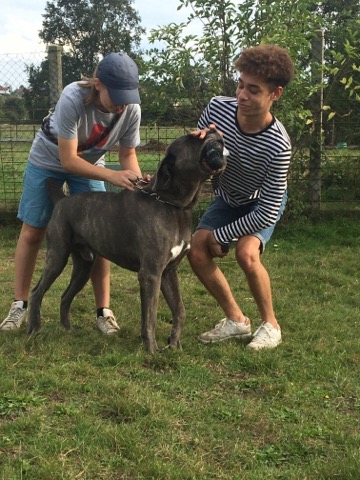 NEIKO (Cane Corso) Img_2154