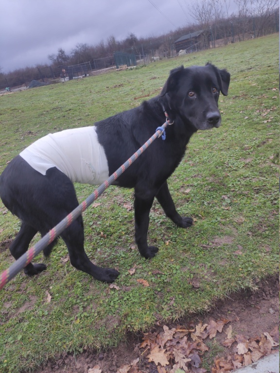 LUNA (Croisée Labrador) Img_2186