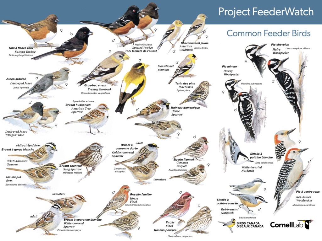 Comment bien débuter l’identification des oiseaux à vos mangeoires. Captur41