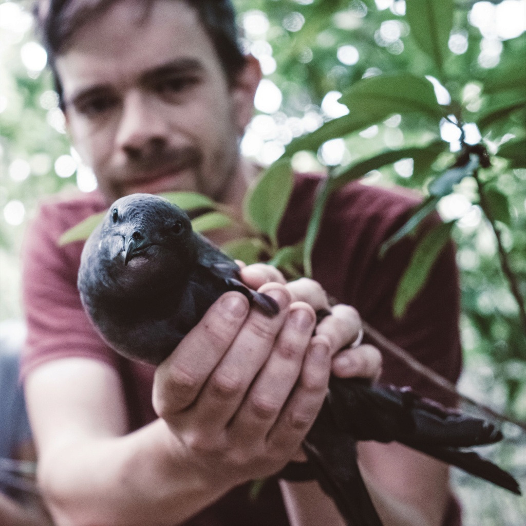 Les puffins sont les oiseaux les plus contaminés par le plastique de la planète Dsc09210