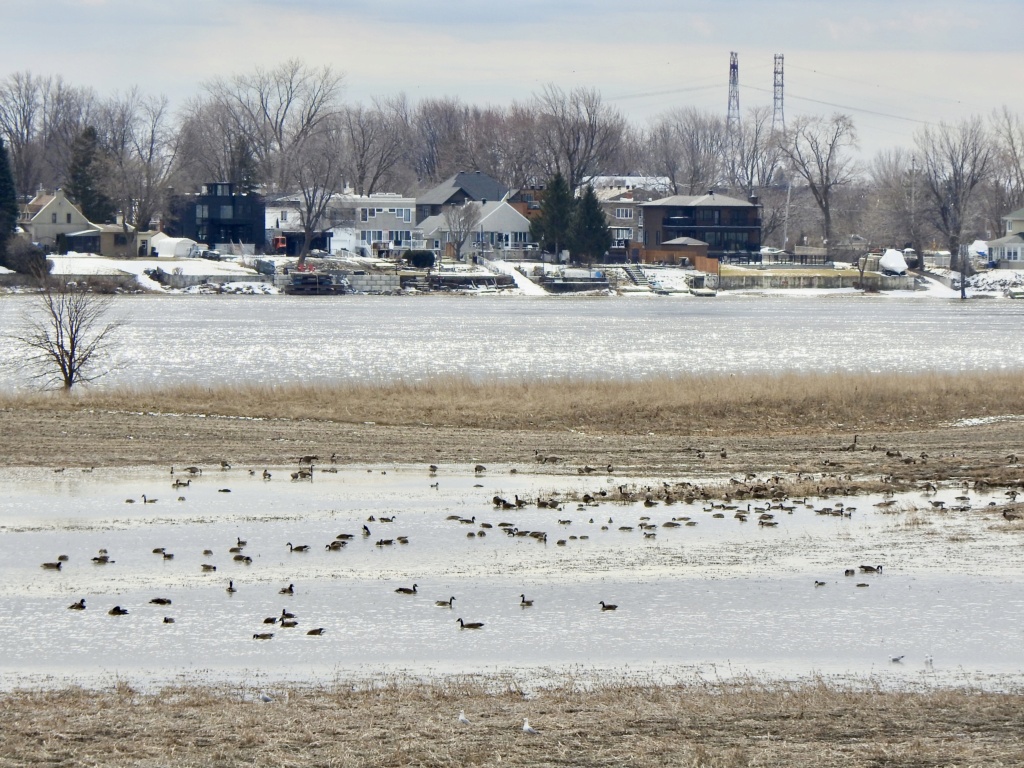 Île Bourdon, Repentigny. Dscn5749