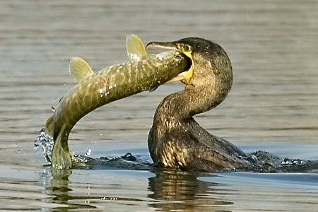 La surpopulation des cormorans est une menace pour les pêcheurs français. Image21