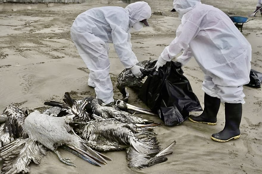 Mort massive d’oiseaux marins échoués sur la côte du Pacifique. Image_37