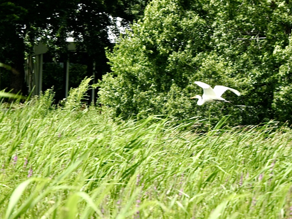 Grande aigrette de l'île Lebel. Img_0614