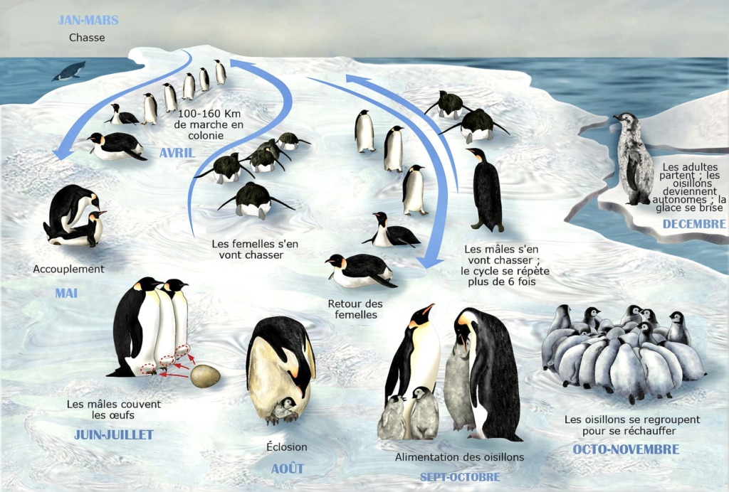 Dévastation chez les colonies de manchot empereur en Antarctique. Mancho10