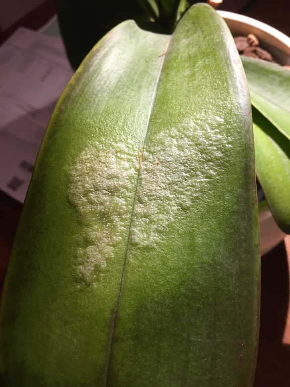 Wulstiger Ausschlag auf meiner Phalaenopsis E8554a10