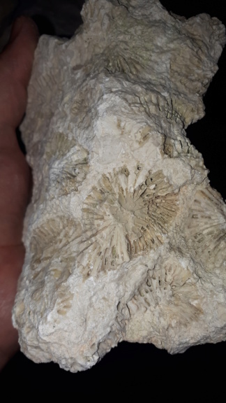 Corales del mioceno tarragones 20191014