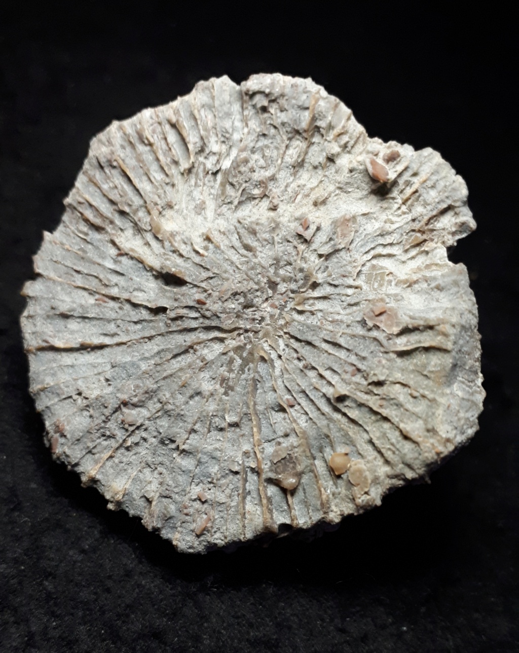 Corales del Eoceno  20210643