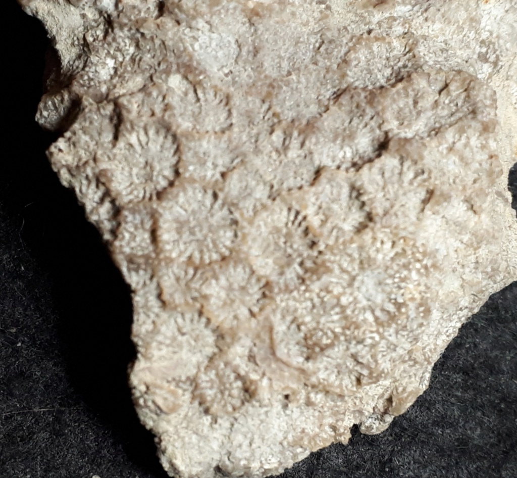 Corales del Eoceno  20210653