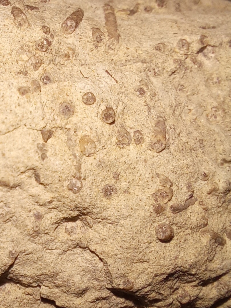 Podría ser crinoideo? Eoceno Polish14