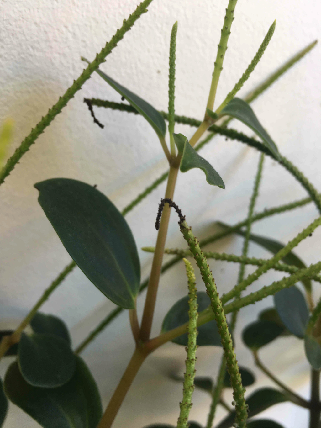 Attaque fongique et d'un insecte inconnu - tropicales d'intérieur 0210